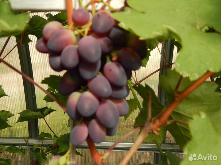 Псковский виноград. Саженцы
