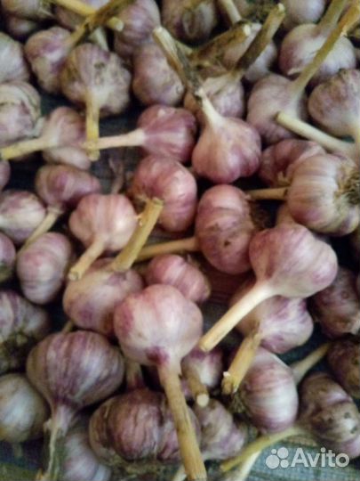 Чеснок зимний