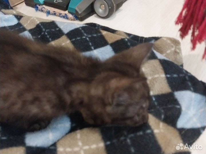 Отдам котенка в добрые руки