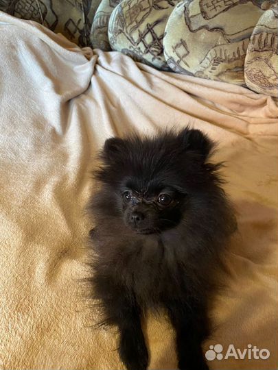 Померанский шпиц