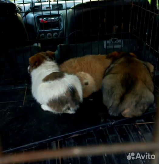 Щенки в хорошие руки 1,5 мес