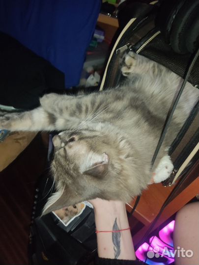 Домашние животные