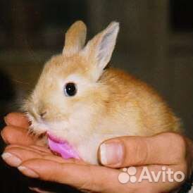 Передержка гостиница для животных