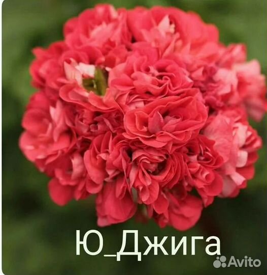 Герань пеларгония