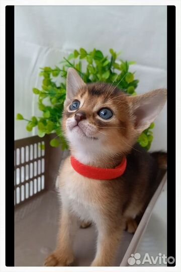Абиссинские котята