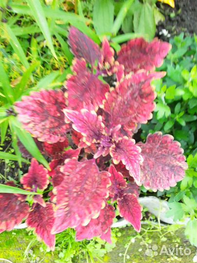 Колеус аватар