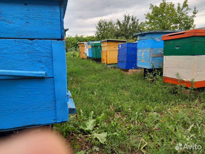 Башкирский мед 2023