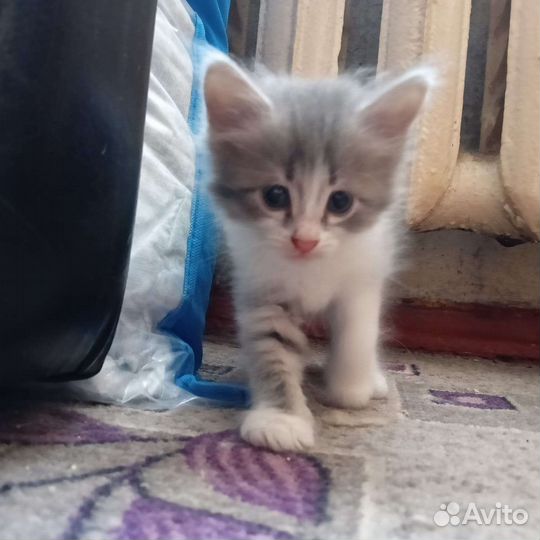 Кошки в добрые руки бесплатно