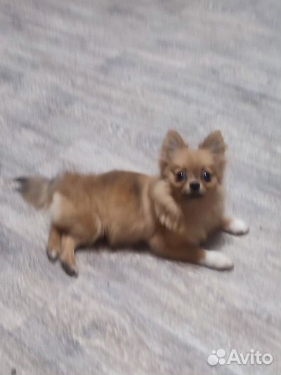 Мини девочка (помчи)