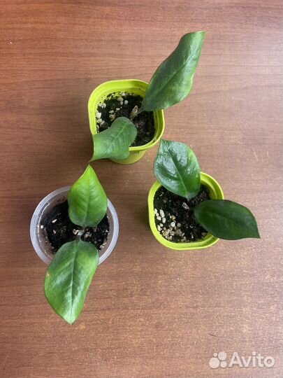 Замиокулькас долларовое дерево детки