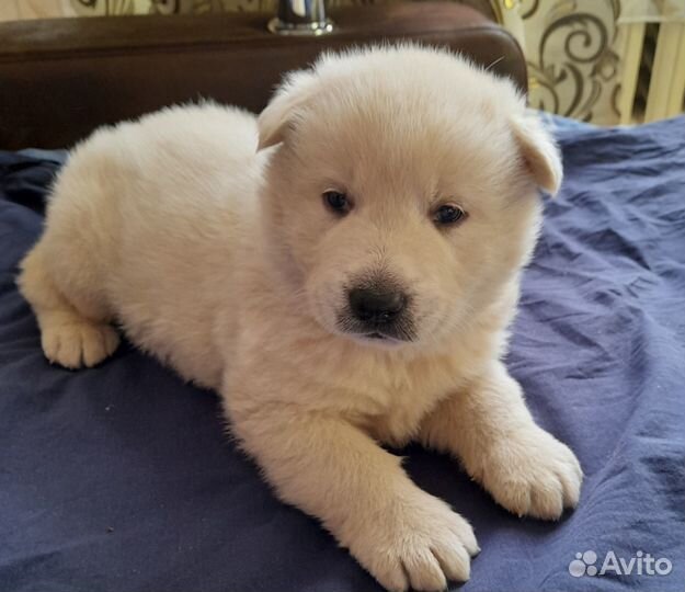 Щенок в добрые руки бесплатно