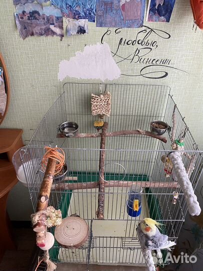 Корелла с клеткой