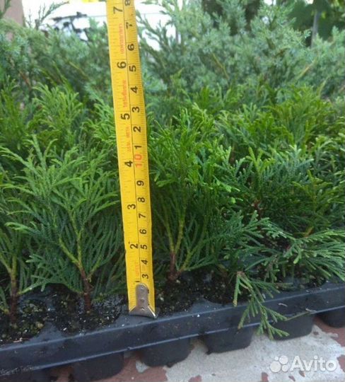 Укоренённые черенки туи, можжевельника