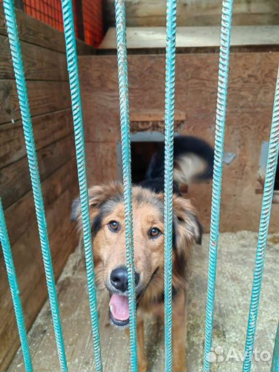 Спасите собаку из приюта, тяжело жить в клетке