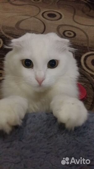 Отдам кошку в добрые руки