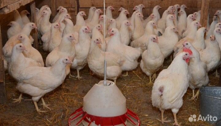 Куры несушки