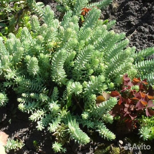 Суккулент Очиток отогнутый, морозостойкий, семена