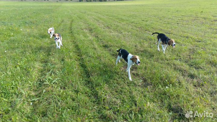 Охота на зайца с гончими