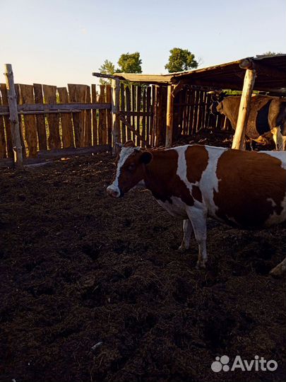Коровы дойные молочные