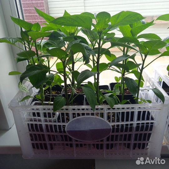 Перец болгарский красный и желтый