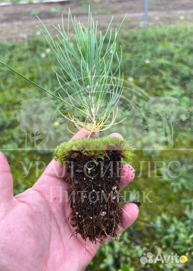 Лиственница Сибирская зкс сеянцы для лесовосстанов