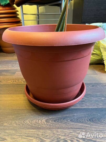 Замиокулькас