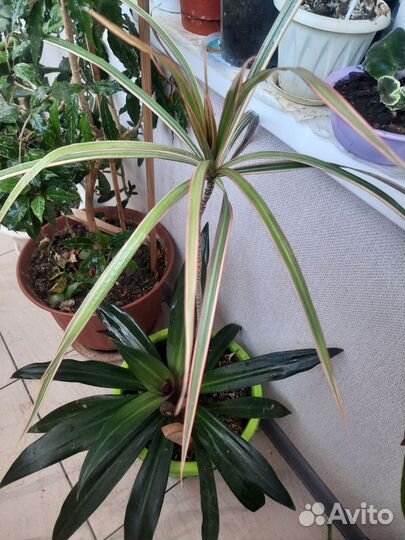 Комнатные цветы драцена