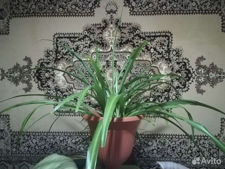 Хлорофитум