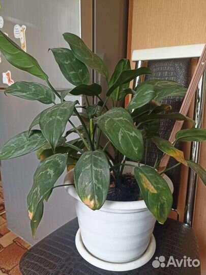 Диффенбахия