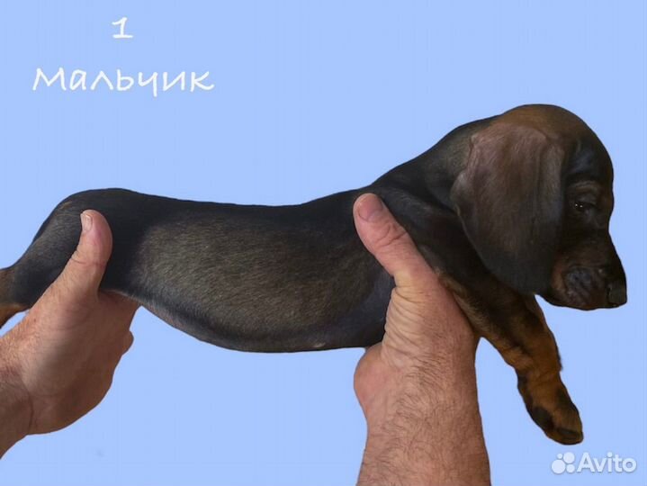 Карликовая такса щенки