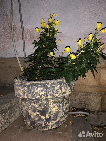 Кашпо (горшки )для растений из бетона