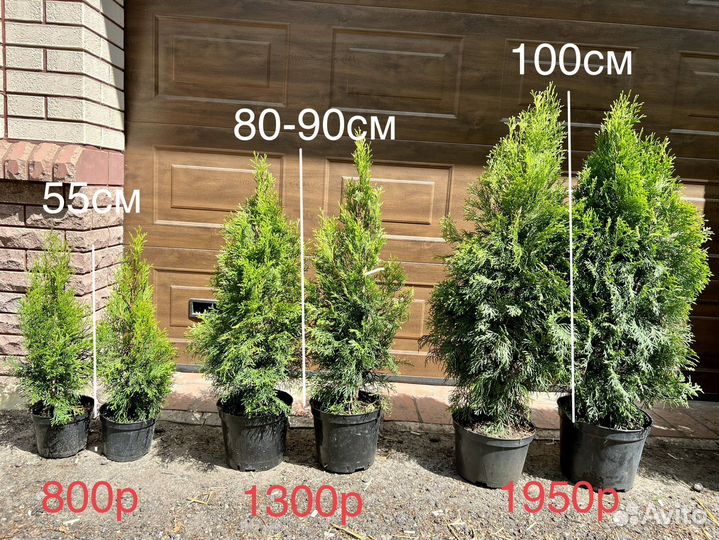 Туя смарагд