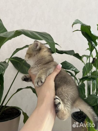 Британские котята
