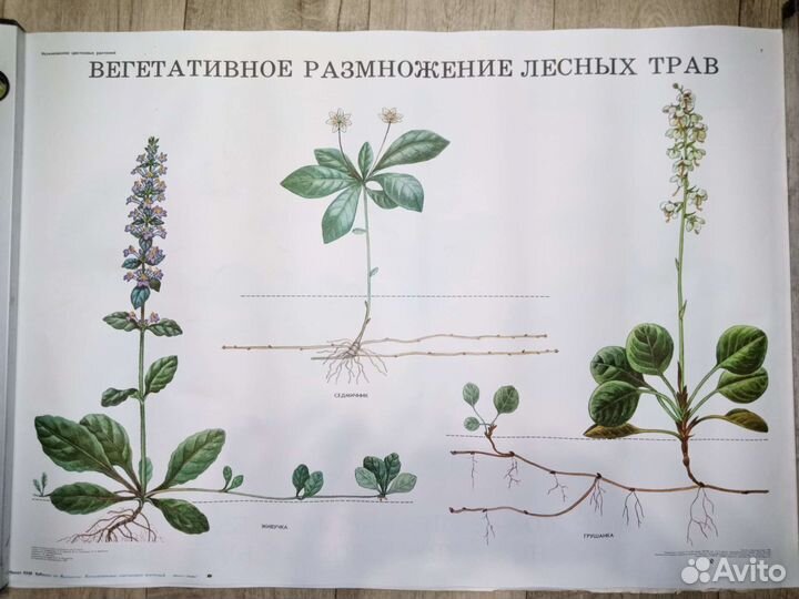 Плакаты по биологии/ботанике СССР