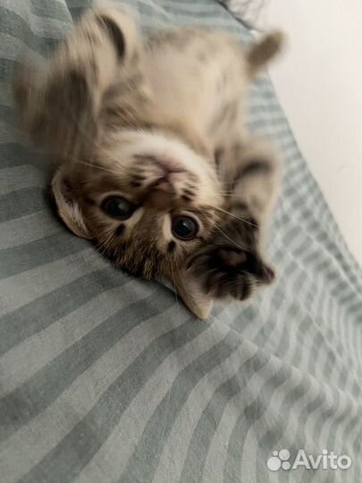 Шотланский котенок