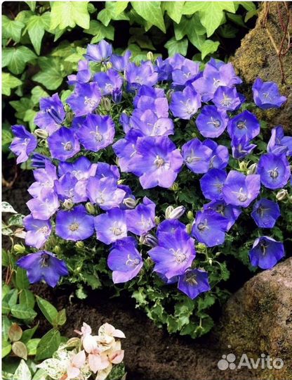 Колокольчик карпатский