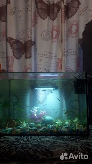 Аквариум с рыбками, полный комплект