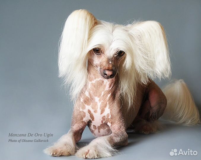 Груминг чистка зубов стрижка животных