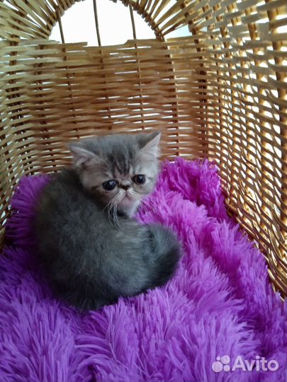 Экзотическая