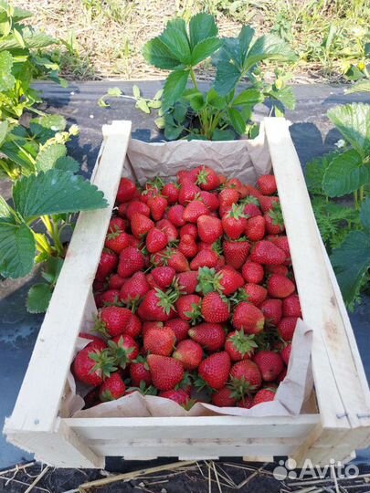 Саженцы клубники ремонтантная
