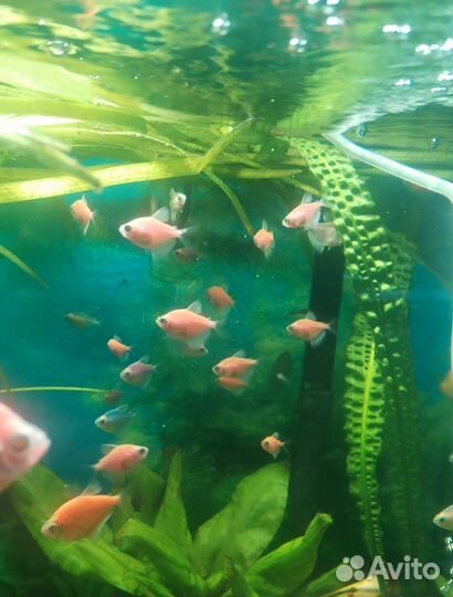 Аквариумные рыбки