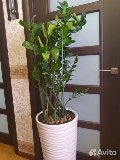 Замиокулькас