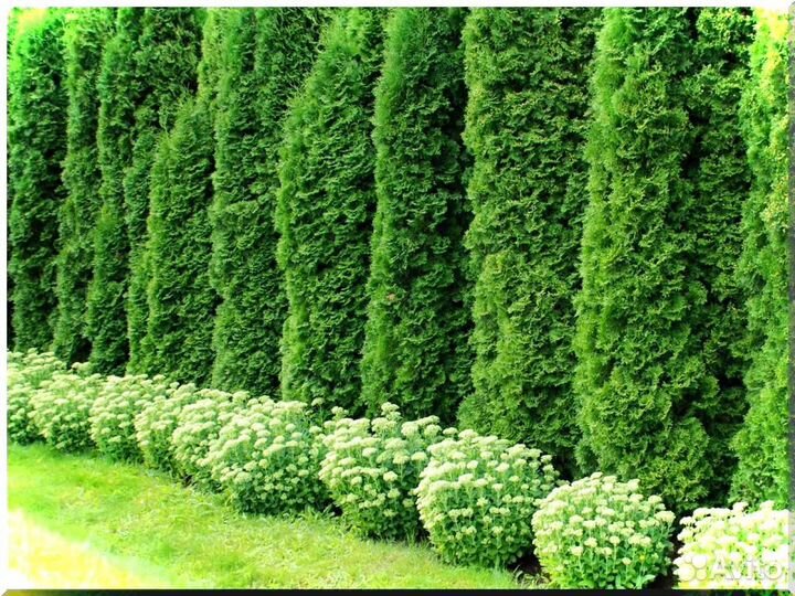 Туи Смарагд