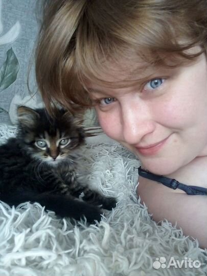 Кошечка ищет дом