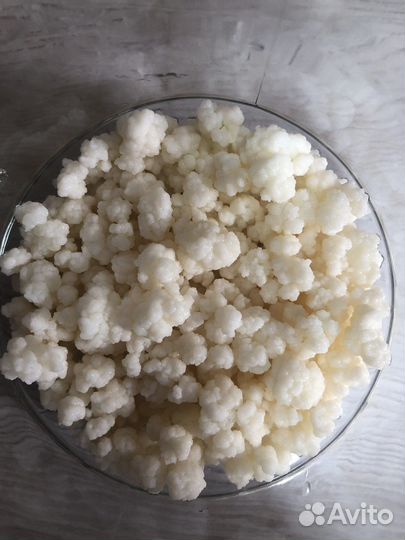 Тибетский молочный гриб