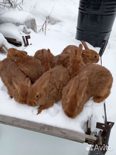 Новозеландцы