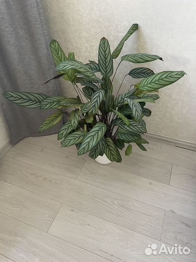 Цветок Калатея