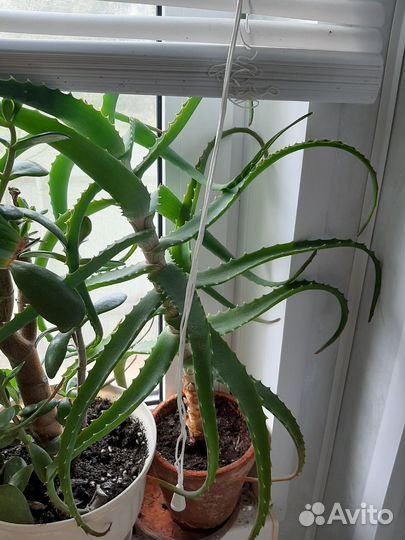 Алоэ столетник