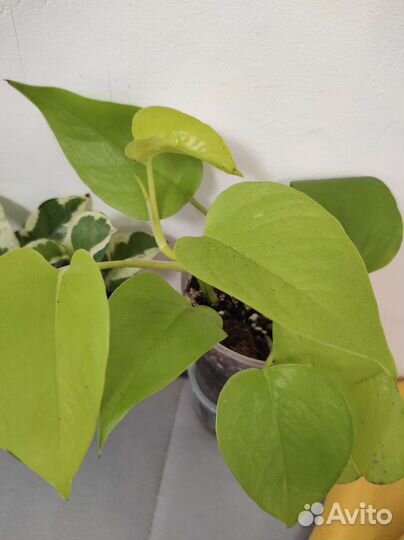 Эпипремнум (сциндапсус) разные сорта