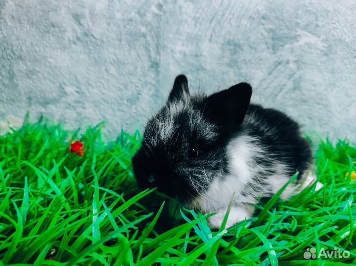 Карликовый кролик - лучший подарок